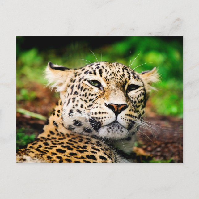 Cartão Postal Leopardo (Frente)