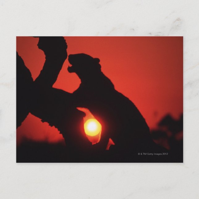 Cartão Postal leopardo (Frente)