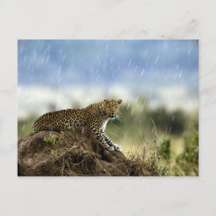 Cartão Postal Leopardo