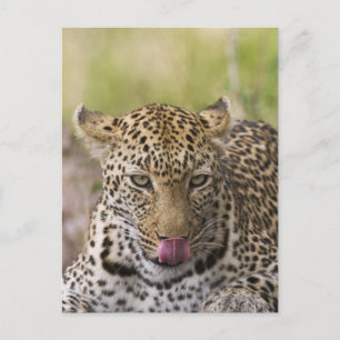 Cartão Postal Leopardo