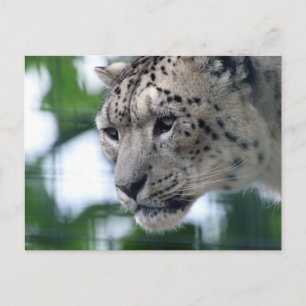 Cartão Postal Leopardo 003