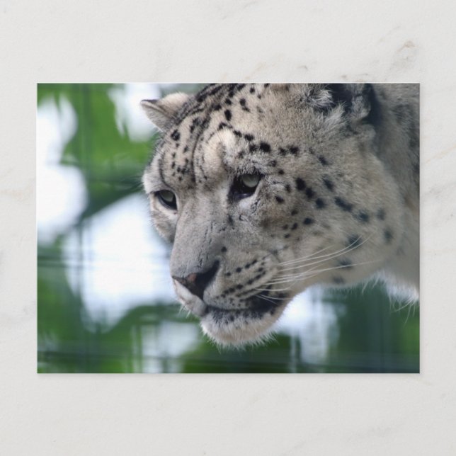 Cartão Postal Leopardo 003 (Frente)