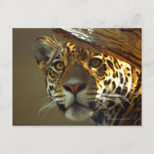 Cartão Postal leopardo 2
