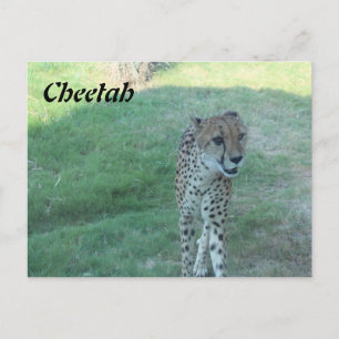 Cartão Postal Leopardo # 2