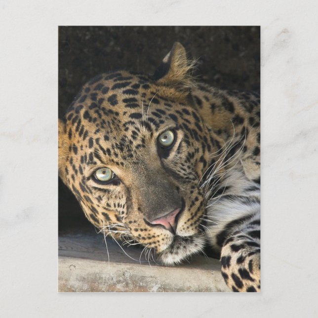 Cartão Postal Leopardo Africano (Frente)