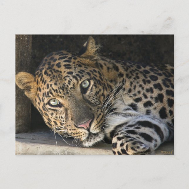 Cartão Postal Leopardo Africano (Frente)