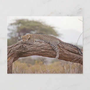 Cartão Postal Leopardo Africano Mente Em Um Ramo De Árvores