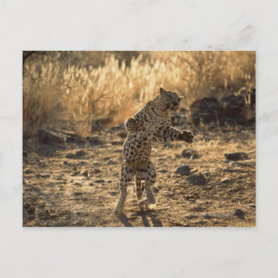 Cartão Postal Leopardo africano nos pés traseiros, Namíbia,
