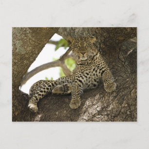 Cartão Postal Leopardo Africano, Panthera pardus, numa árvore e