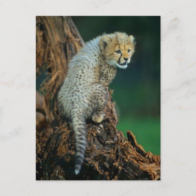 Cartão Postal Leopardo, Baby auf Baum, (Frente)