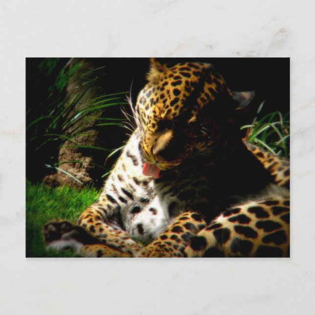 Cartão Postal Leopardo-balneário (Frente)