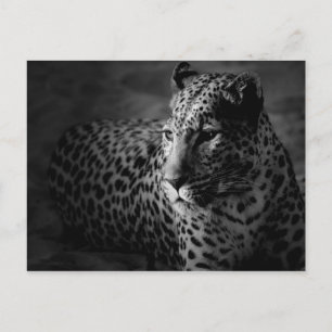 Cartão Postal leopardo branco preto