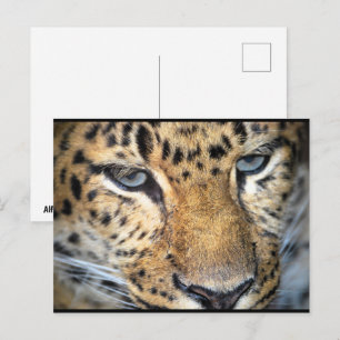Cartão Postal Leopardo Close Up
