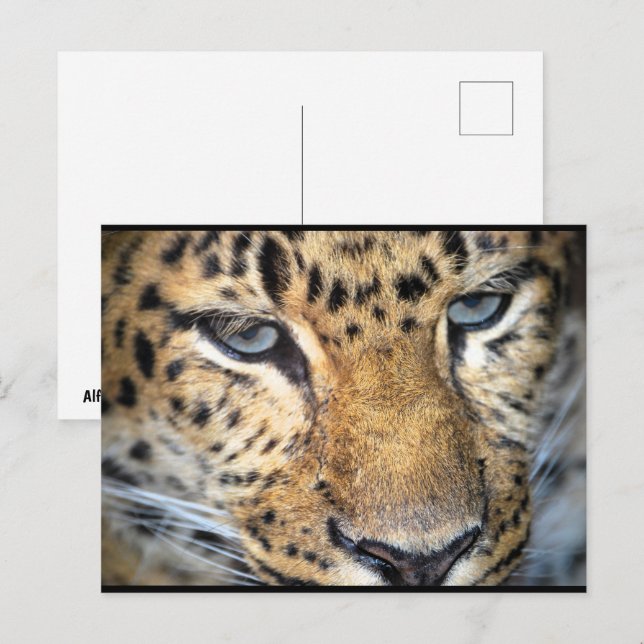 Cartão Postal Leopardo Close Up (Frente/Verso)