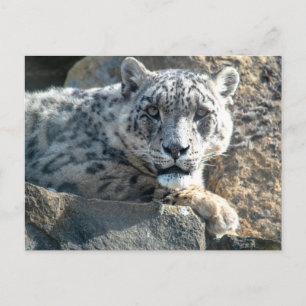 Cartão Postal Leopardo-da-neve