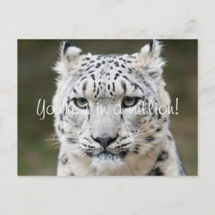 Cartão Postal Leopardo-da-neve Sincero Obrigado