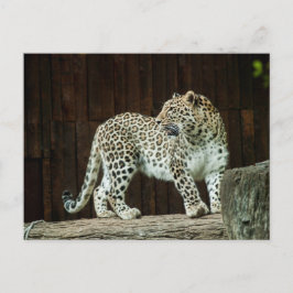 Cartão Postal Leopardo da Vida Selvagem Olhando Para Trás Do Omb