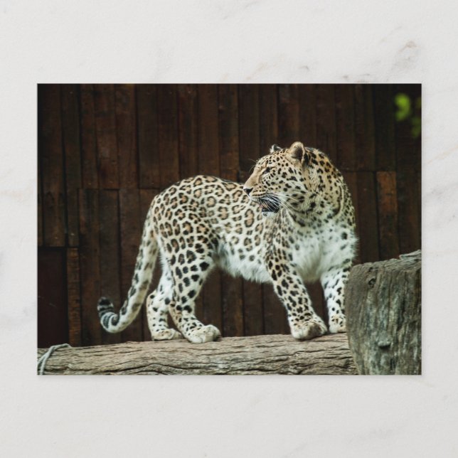 Cartão Postal Leopardo da Vida Selvagem Olhando Para Trás Do Omb (Frente)