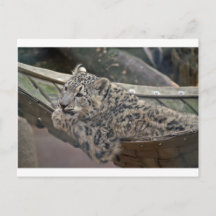 Leopardo-das-neves