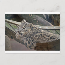 Cartão Postal Leopardo-das-neves