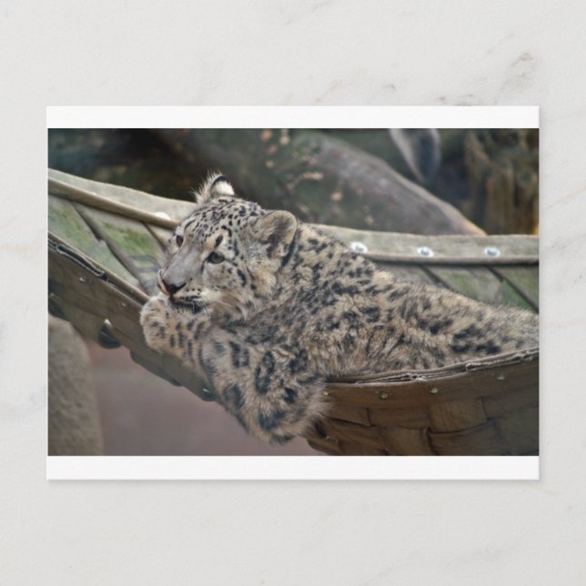 Cartão Postal Leopardo-das-neves (Frente)