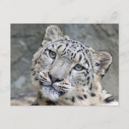 Cartão Postal Leopardo das Neves Closeup Rosto