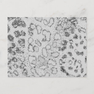 Cartão Postal Leopardo de Neve