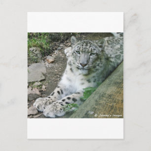 Cartão Postal Leopardo de Neve 1