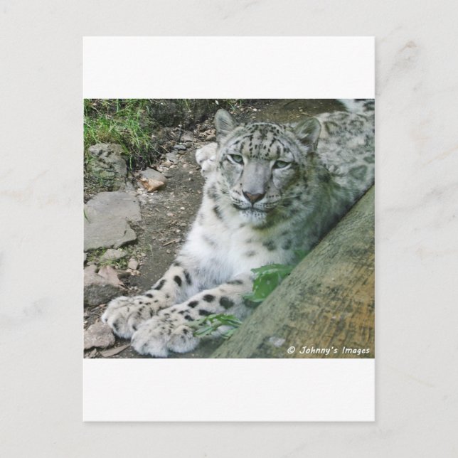 Cartão Postal Leopardo de Neve 1 (Frente)