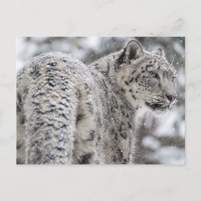 Cartão Postal Leopardo de Neve em Snow (Frente)