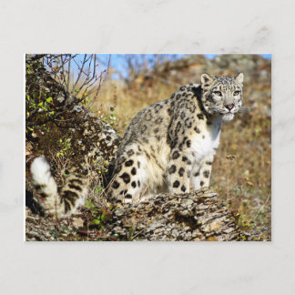 Cartão Postal Leopardo de Neve na Lookout