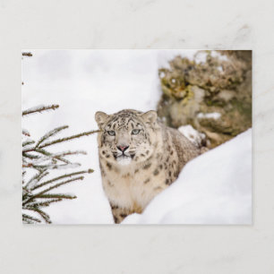 Cartão Postal Leopardo de Neve na Neve