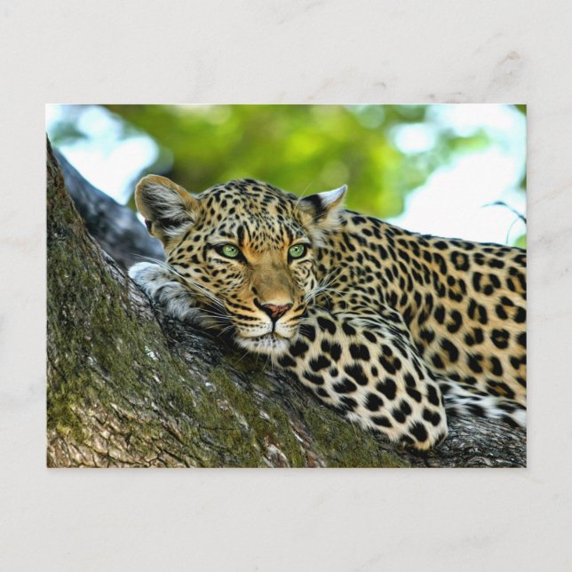 Cartão Postal Leopardo-de-véu (Frente)