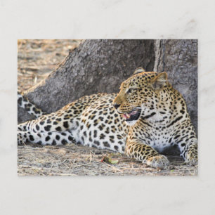 Cartão Postal Leopardo Deitado No Chão 