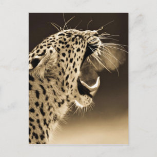 Cartão Postal Leopardo em crescimento