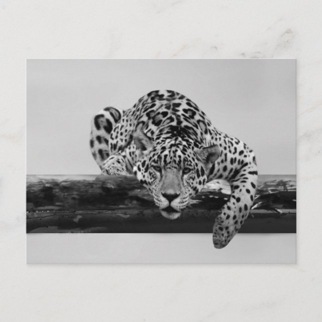 Cartão Postal Leopardo em preto e branco (Frente)