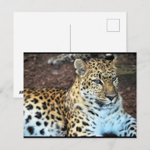 Cartão Postal Leopardo em Repouso