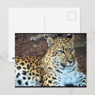 Cartão Postal Leopardo em Repouso