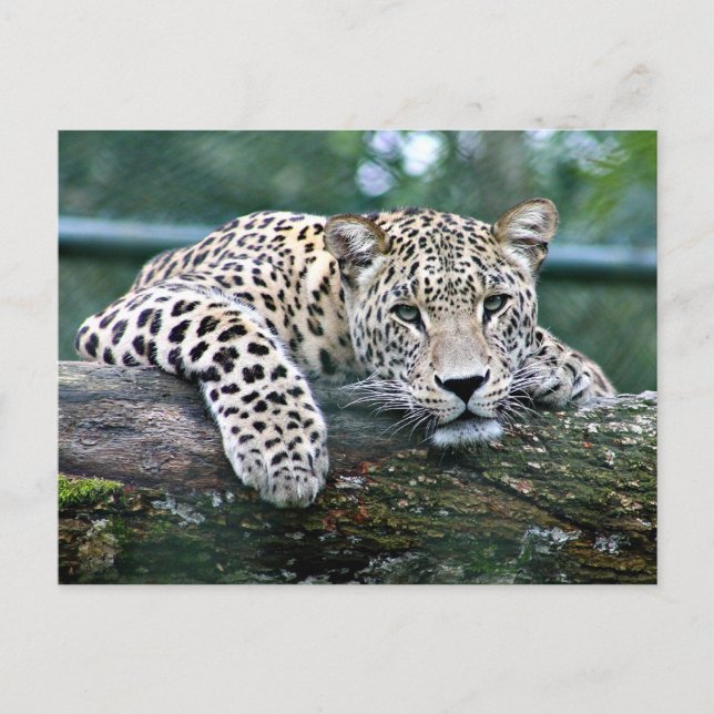 Cartão Postal Leopardo em um Log (Frente)