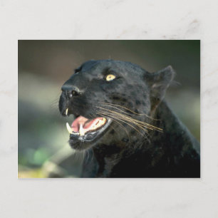 Cartão Postal Leopardo, fase preta