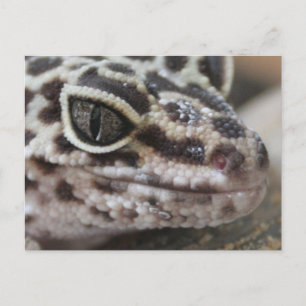 Cartão Postal Leopardo Gecko Olhos Boca Fechados