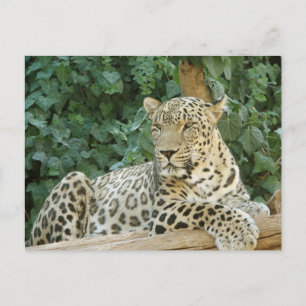 Cartão Postal Leopardo Grande Descansado Em Um Log De Árvore