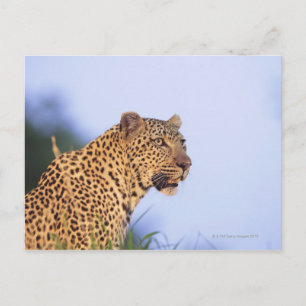 Cartão Postal Leopardo macho adulto (Panthera pardus)