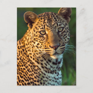 Cartão Postal Leopardo Macho (Panthera Pardus) Filhote Adulto