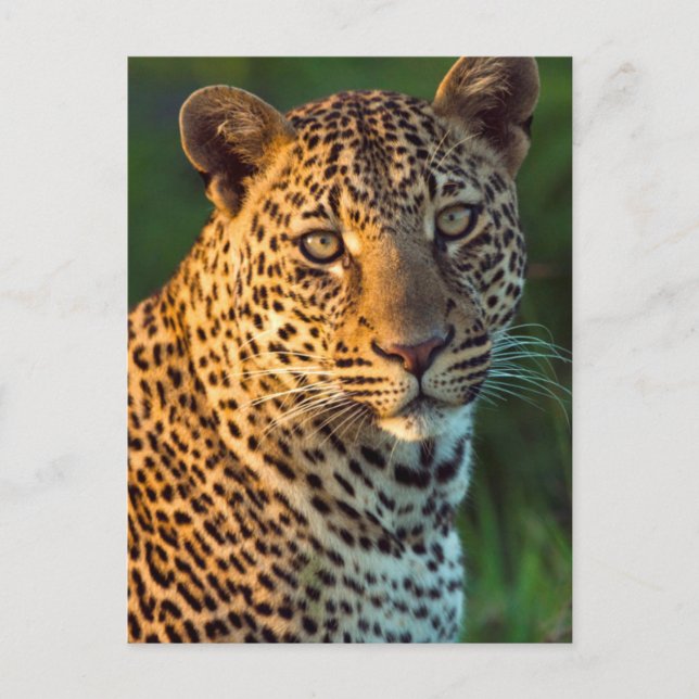 Cartão Postal Leopardo Macho (Panthera Pardus) Filhote Adulto (Frente)