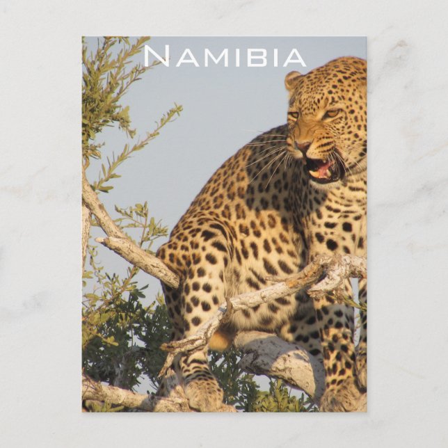 Cartão Postal Leopardo, Namíbia Postal (Frente)