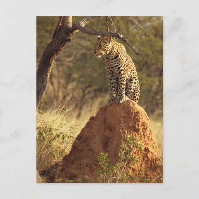 Cartão Postal Leopardo no Monte Termite na Namíbia (Frente)