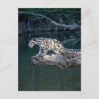 Cartão Postal Leopardo nublado