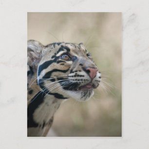 Cartão Postal Leopardo nublado
