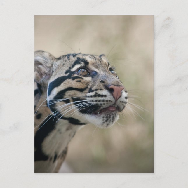 Cartão Postal Leopardo nublado (Frente)